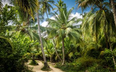 Palm Tree Forest Tayrona Natural National Park, Colombia