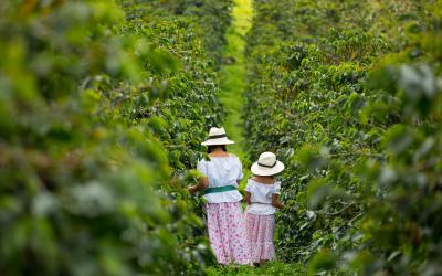 salento columbia coffee plantation