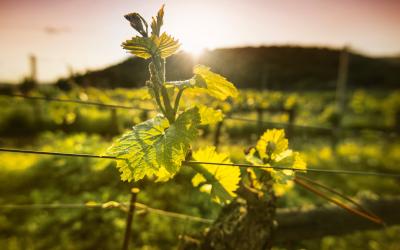 Franciacorta at sunset