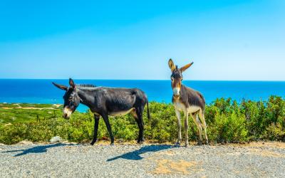 Wild donkeys are waiting at the entrance of Karpaz national park